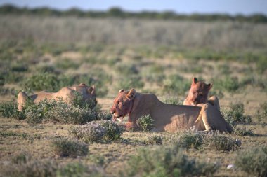 Vahşi aslanlar, Afrikalı hayvanlar