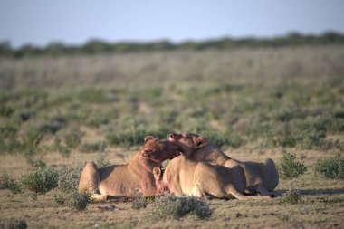 Kenya bozkırında bir grup aslan.