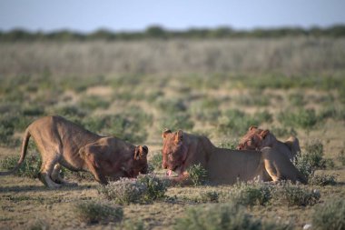 Etoşa Ulusal Parkı 'ndaki çayırda bir grup aslan.