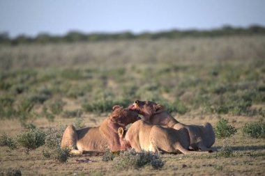 Çölde bir çift vahşi hayvan