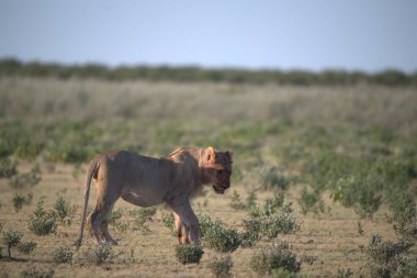 Utah çölünde otlayan güzel vahşi bir at.