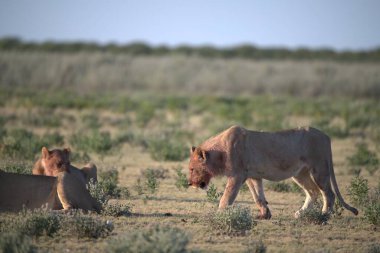 Savanadaki aslan ve dişi aslan.