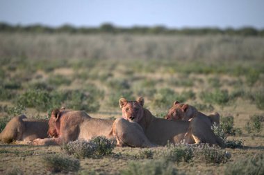 Güney Afrika 'daki ulusal parkta aslanlar var.
