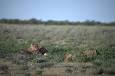 Vahşi bozkırlarda aslan ailesi, Afrika, vahşi
