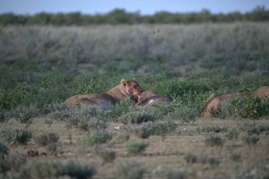 Savanadaki vahşi aslanlar