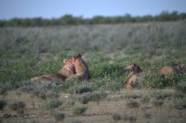 Namibya çölünde bir grup vahşi at.