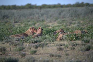 Güneydeki çölde aslan
