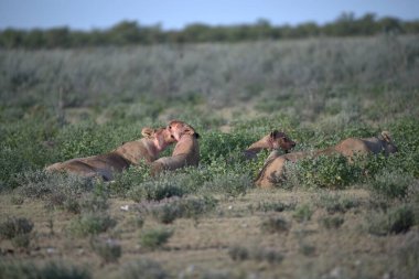 Vahşi aslanlar, hayvanlar, doğa, hayvanlar