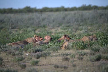 Çölde bir grup vahşi at.