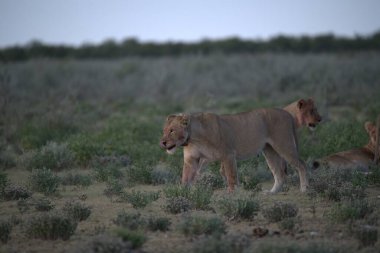 Savanada bir çift vahşi aslan