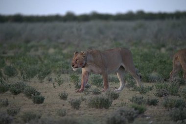 Savanadaki vahşi aslanlar, Kenya