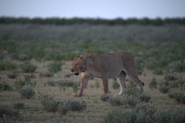 Kenya savanındaki aslan
