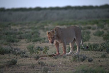 Çita kumda yürüyor.