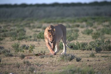 beautiful wild horses in the desert