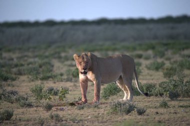 Kenya bozkırında vahşi bir aslan