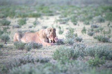 Kenya bozkırında vahşi aslanlar