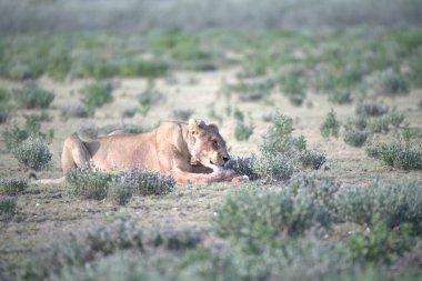Kenya bozkırında vahşi bir aslan