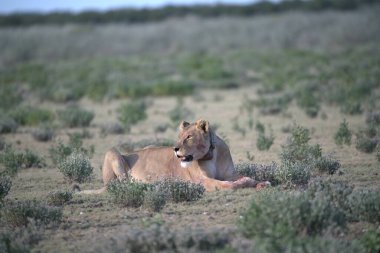 Genç erkek aslan çimenlerde