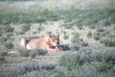 Afrika 'da, bozkırda bir aslan.
