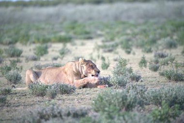 Kuru otlaktaki bir aslanın güzel bir görüntüsü.
