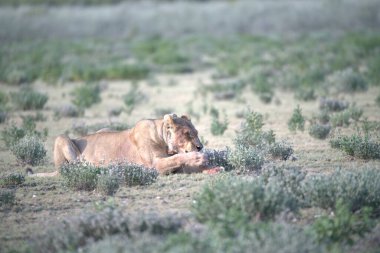 Çölde genç bir aslan.
