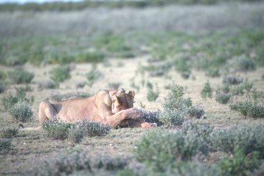 Afrika 'nın bozkırındaki aslan