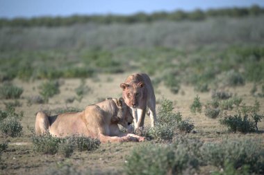 Çölde güzel vahşi atlar.