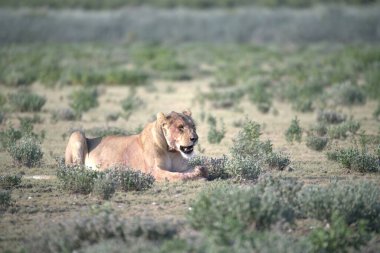 Namibya 'da karada yürüyen aslan (panthera leo)