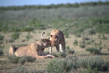 Doğadaki genç vahşi boğa