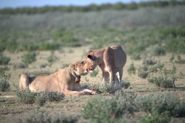 Bir çift vahşi at.