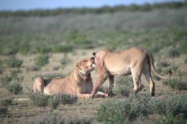 Kenya savanındaki aslanlar