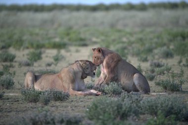 Etoşa parkındaki aslanlar.