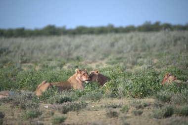 Savanadaki bir grup aslan.