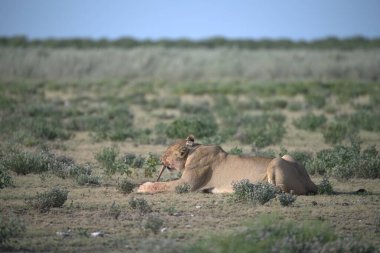 Namibya çölünde aslanla birlikte bir erkek aslan.