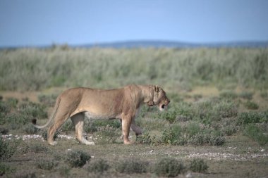 Aslan (panthera leo) çimenlerde yürüyor
