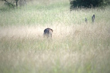 doğada vahşi hayvanlar