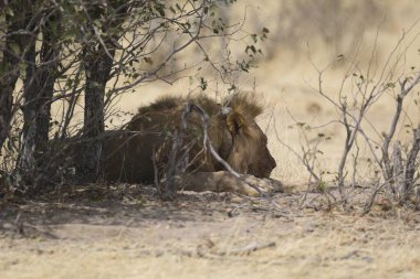 Ulusal parkta aslan, zimbabwe