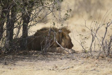 Güney Afrika 'daki Kruger Ulusal Parkı' nda aslan var.
