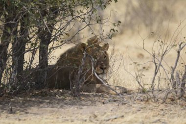 Aslan ın kruger national park, Güney Afrika