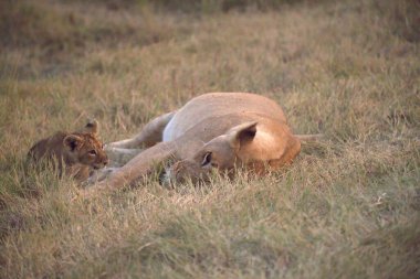 Aslan yavrusu çimlerde.
