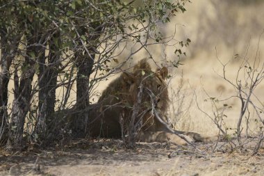 Aslan yavrusu çalılıklarda
