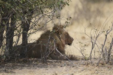 Afrika savanındaki aslanlar