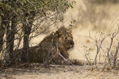 Güney Afrika 'nın ulusal doğa koruma alanında aslan.
