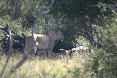 Güney Afrika 'daki Kruger Ulusal Parkı' nda Aslan