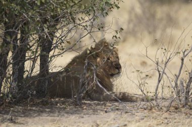 Güney Afrika 'daki Kruger Ulusal Parkı' nda aslan var.