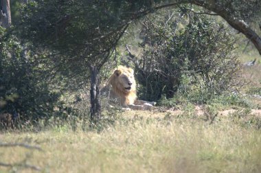 Savannah dişi aslan