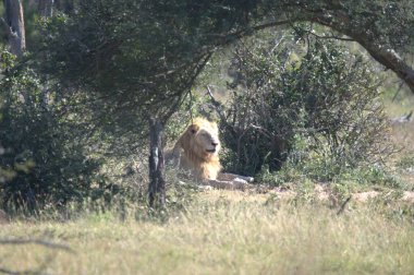 Güney Afrika 'daki Kruger Ulusal Parkı' nda bir aslan var..