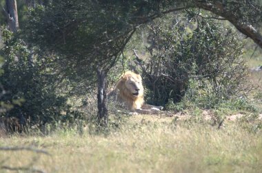 Savannah Kenya aslan