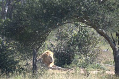 Kenya savanındaki aslan