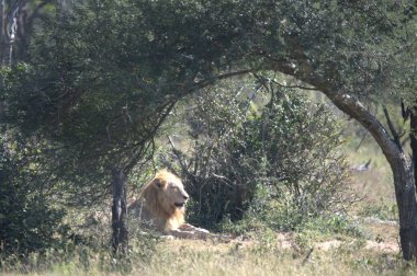 Afrika savanındaki aslan.